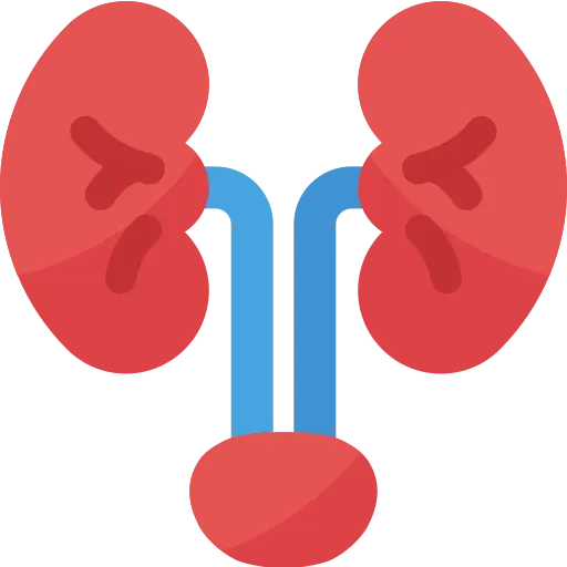 kidney (1)